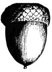 acorn