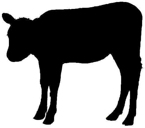 calf